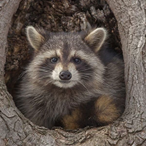 Raccoon (Procyon lotor) in tree hole, New York, USA
