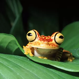 Rainforest tree frog on leaf, Ecuador, South America