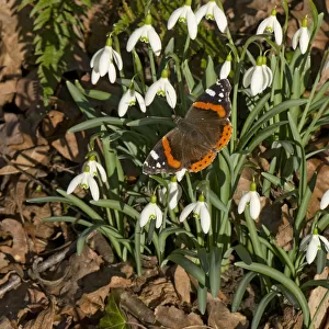 Red admiral (Vanessa atalanta) basking in sun, on Snowdrops (Galanthus nivalis). In garden