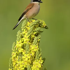 Shrikes Greetings Card Collection: Red Backed Shrike