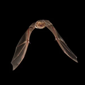 Vespertilionidae Glass Coaster Collection: Eastern Red Bat