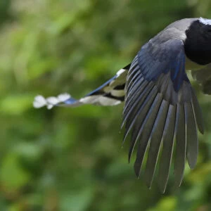 Red-billed blue magpie (Urocissa erythroryncha) flying, Yangxian Biosphere Reserve