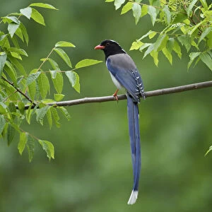 Red-billed blue magpie (Urocissa erythroryncha) perched on a branch, Yangxian Biosphere Reserve