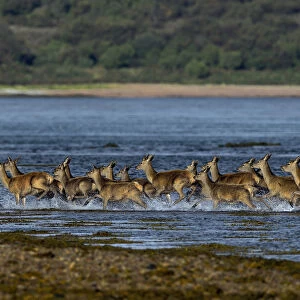 Red deer (Cervus elaphus) herd of female does and young crossing water, Jura, Scotland