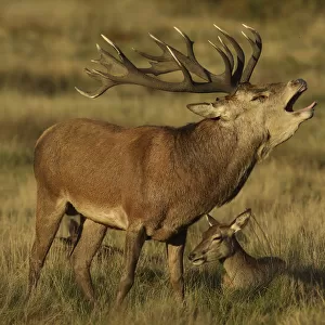 Red deer (Cervus elaphus) stag roaring during rut, with resting females, England, UK