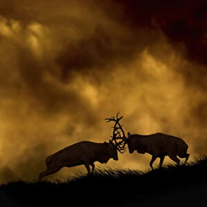 Red deer (Cervus elaphus) stags fighting at dusk during rutting season, Cheshire