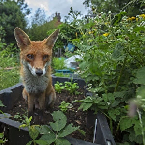 Red Fox (Vulpes Vulpes) in allotment, North London, England UK