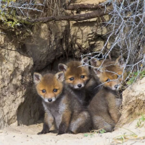 Red fox (Vulpes vulpes) cubs age five weeks, at den in sand dunes, the Netherlands