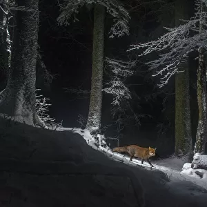 Red fox (Vulpes vulpes) at night in snow, camera trap image, Jura Mountains, Switzerland, August