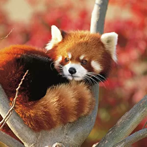 Red / Lesser Panda (Ailurus fulgens) curled up in tree, captive, Oji Zoo, Japan