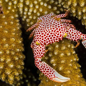 Red-spotted guard crab (Trapezia tigrina) female on a (Pocillopora sp. ) coral. Seraya
