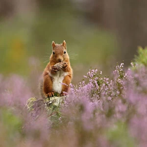 Red squirrel (Sciurus vulgaris) feeding on pine cone in purple heather covered pine forest