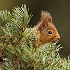 Red Squirrel (sciurus vulgaris) foraging in pine tree, Cairngorms National Park, Highlands