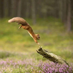 Red Squirrel (Sciurus vulgaris) leaping onto log, Scotland, UK, September