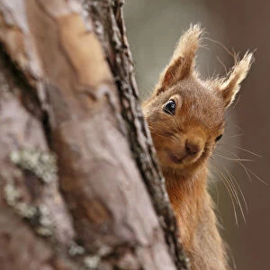 Red squirrel (Sciurus vulgaris) peering round pine tree, Cairngorms National Park
