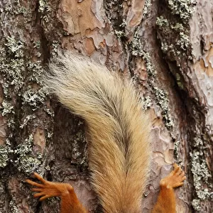 Red squirrel (Sciurus vulgaris) tail in summer seen against bark of large pine tree