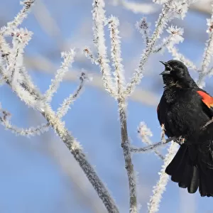 Red-winged Blackbird (Agelaius phoeniceus) male singing from ice-covered branch in early spring