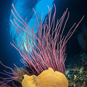 A reef scene with an orange elephant ear sponge (Ianthella basta