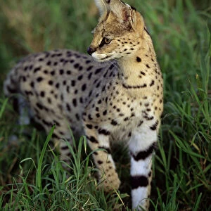RF- Adult male Serval (Felis serval) stalking prey in long grass. Serengeti National Park, Tanzania