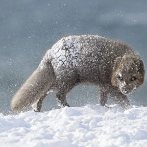 RF - Arctic fox (Alopex lagopus). Hornstrandir, Iceland. Blue colour morph in winter coat