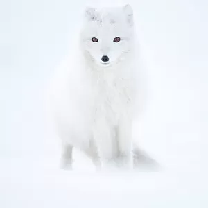 RF - Arctic fox (Alopex lagopus) in winter pelage, camouflaged in snow. Svalbard, Norway, April (This image may be licensed either as rights managed or royalty free.)