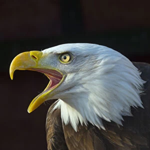 RF - Bald eagle (Haliaeetus leucocephalus) calling, captive, occurs in North America