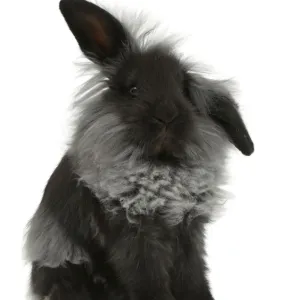 RF - Black Lionhead rabbit, sitting. (This image may be licensed either as rights