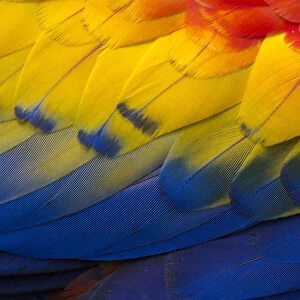 RF - Close up of feathers of a Scarlet Macaw (Ara macao) Osa Peninsula, Costa Rica
