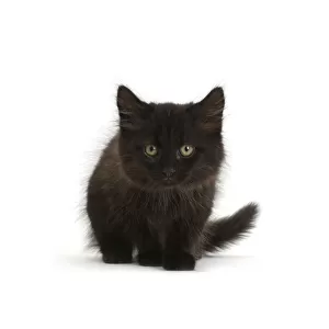 RF- Fluffy black kitten, age 10 weeks