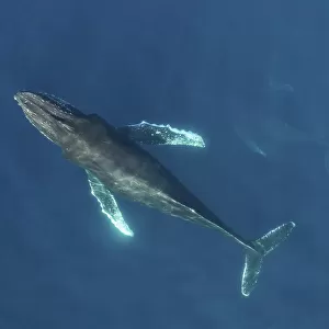 RF Humpback whale (Megaptera novaeangliae) aerial view. Baja California, Mexico