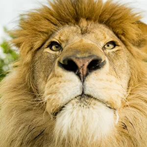 RF - Lion (Panthera leo) portrait, looking proud, Captive