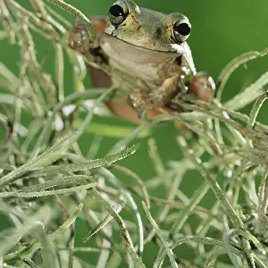Mexican Treefrogs Collection: Mexican Treefrog