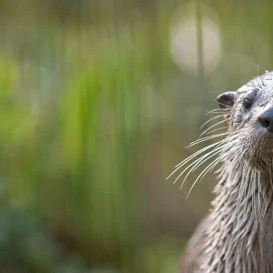 RF- North American river otter (Lutra canadensis) captive, occurs in North America
