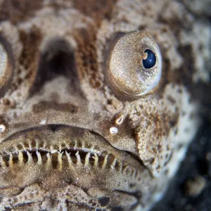 RF - A portrait of a stargazer (Uranoscopus sulphureus) lying in ambush in the sand at