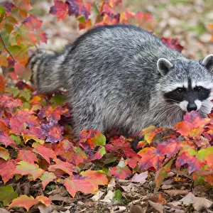 Procyonidae Collection: Northern Raccoon