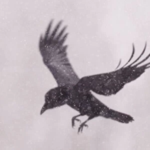 RF - Raven (Corvus corax) landing Vitbergets Nature Reserve, Vasterbotten
