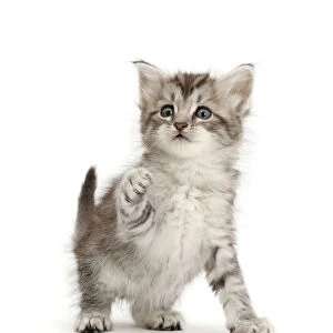 RF - Silver tabby kitten with raised paw