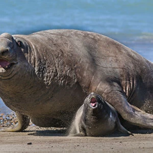RF - Southern elephant seal (Mirounga leonina) male and female, Valdes, Patagonia Argentina