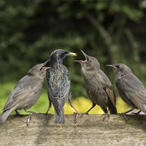 RF - Starling (Sturnus vulgaris) feeding fledgling chicks in urban garden. Greater Manchester, UK