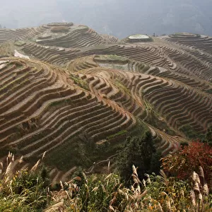 Rice-growing fields on hillside terraces, in use since the Yuan dynasty (about 13th century)