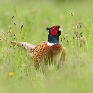 Ring-necked pheasant (Phasianus colchicus) cock in wild flower meadow. Suffolk, UK. May