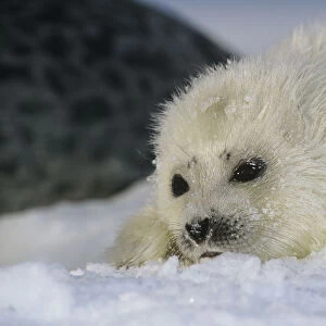 Ringed seal (Phoca hispida) pup on ice, Svalbard, Norway