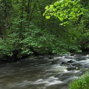 River Cusher flowing through woodland, Clare Glen, County Armagh, Northern Ireland, UK