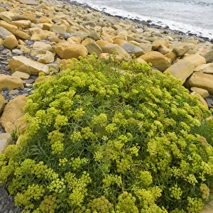 Rock samphire (Crithmum maritimum) growing on rocky beach, Kimmeridge Bay, Dorset
