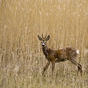 Roe deer (Capreolus capreolus) male amongst reeds in marsh, Matsalu National Park