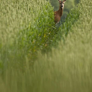 Roe deer (Capreolus capreolus) staring down track in a field of wheat (Triticum sp