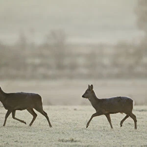 Two Roe deer (Capreolus capreolus) walking across a frosty field, Scotland, UK, November