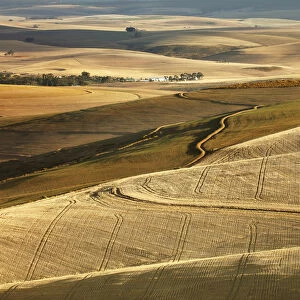 Rolling farmland in the Overberg region near Villiersdorp, Western Cape, South Africa