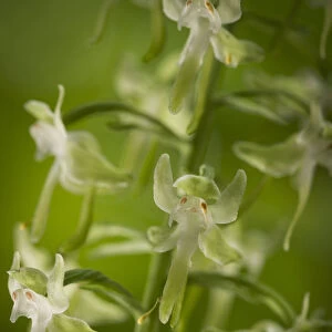 Round-leaved orchis (Habenaria orbiculata) flowers, New Brunswick, Canada, July