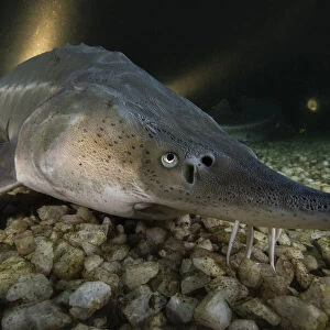 Russian sturgeon (Acipenser gueldenstaedtii), albino, resting on lake bed, private lake, Moscow region, Russia